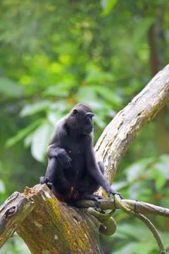 Crested Black Macaque Stock Photos
