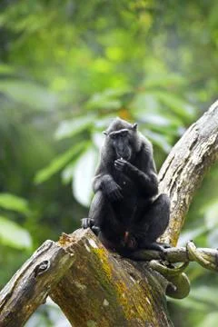 Crested Black Macaque Stock Photos