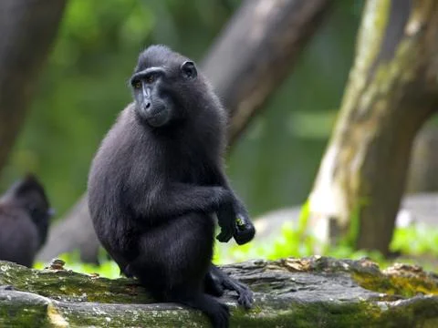 Crested Black Macaque Stock Photos