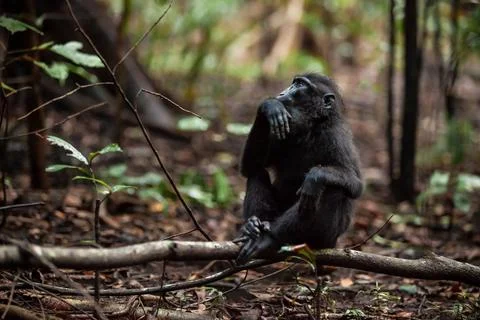 Crested black macaque sitting on the tree branch with a deep in thoughts look Stock Photos