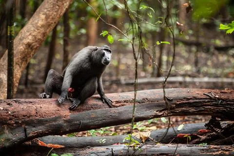 Crested black macaque is sitting on the tree branch in the jungle of Tangkoko Stock Photos