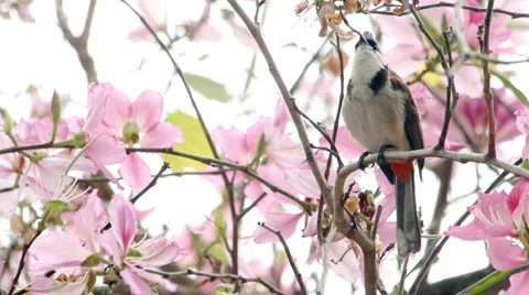 Crested Bulbul on a Bauhinia Tree Stock Footage 4884435