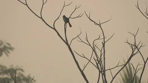 Crested Bulbul Birds Playing Among the Tree Branches Stock Footage 308564221