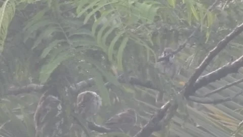Crested Bulbul Birds Playing Among the Tree Branches Stock Footage 308564281