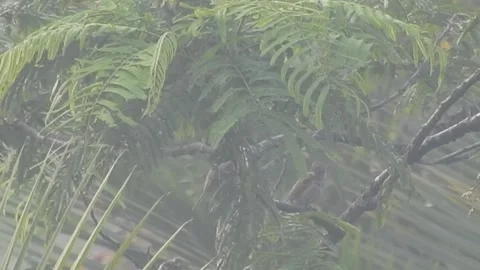 Crested Bulbul Birds Playing Among the Tree Branches Stock Footage 308564318