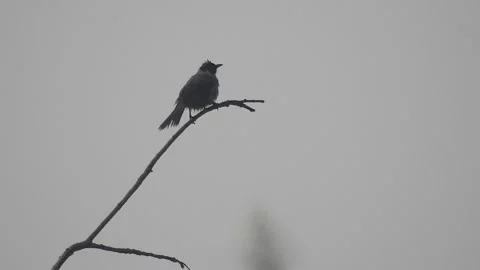 Crested Bulbul Birds Playing Among the Tree Branches Stock Footage 308564656