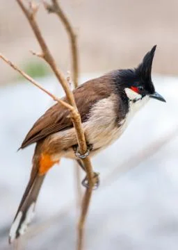 Crested bunting Stock Photos