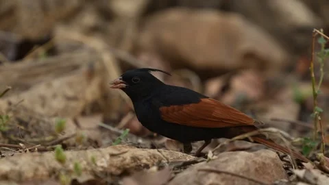 Crested bunting rtr1 Vídeo Stock 331025225