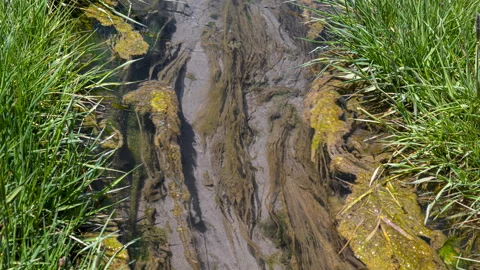 Crested Butte Moss and Algae Flowing Creek Water Colorado 库存影片 341327840