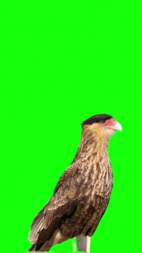 Crested caracara bird looking around on green screen background Stock Footage 336766258