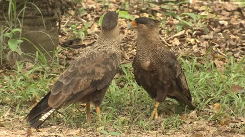 Crested Caracara Bird Pair Scratching Itching Cleaning Feathers Parasites Bugs 스톡 동영상 133962580