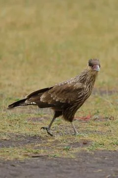 Crested caracara bird perched on a patch of grass in a natural outdoor setting Stock Photos