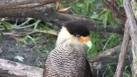 Crested Caracara closeup, 4K Stock Footage 76500434