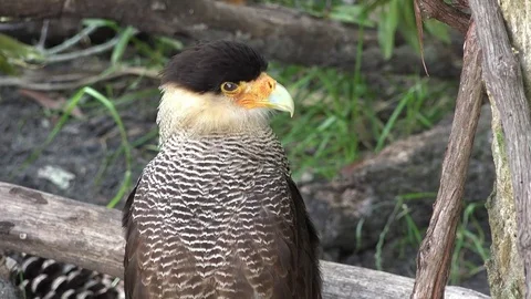 Crested Caracara closeup, 4K Stock Footage 76500453