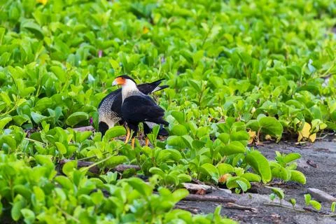 Crested caracara feeding Stock Photos