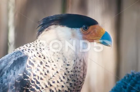 Crested caracara Stock Photos