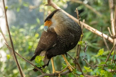 Crested caracara Stock Photos