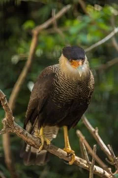 Crested caracara Stock Photos
