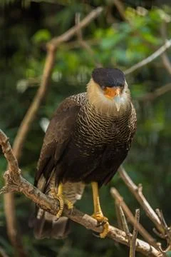 Crested caracara Stock Photos