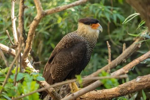 Crested caracara Stock Photos