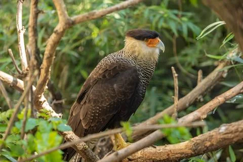 Crested caracara Stock Photos