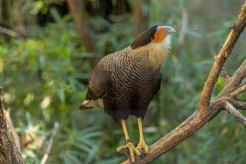 Crested caracara Stock Photos