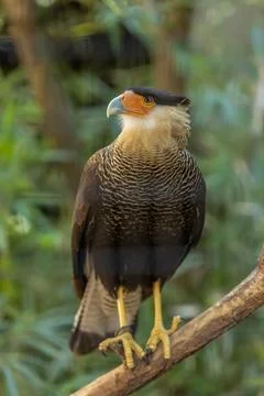 Crested caracara Stock Photos