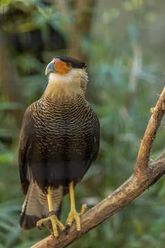 Crested caracara Stock Photos