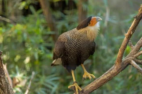 Crested caracara Stock Photos