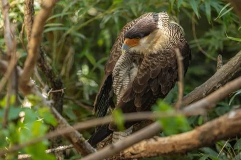 Crested caracara Stock Photos