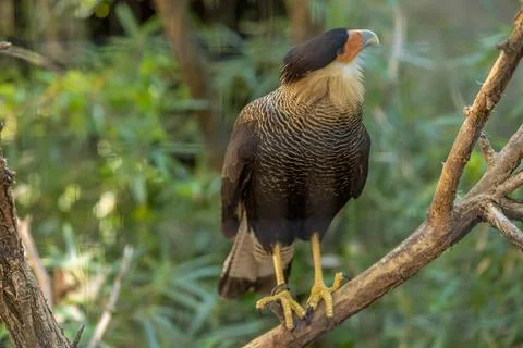 Crested caracara Foto stock