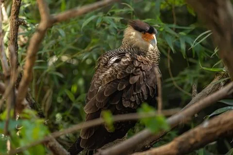Crested caracara Stock Photos