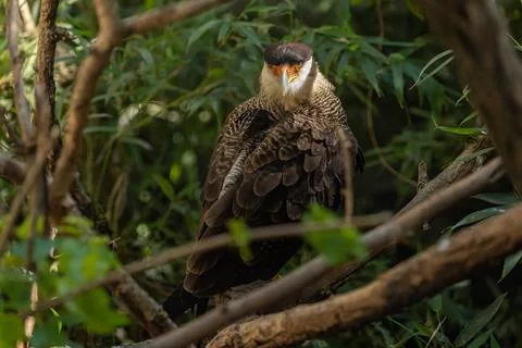 Crested caracara Stock Photos