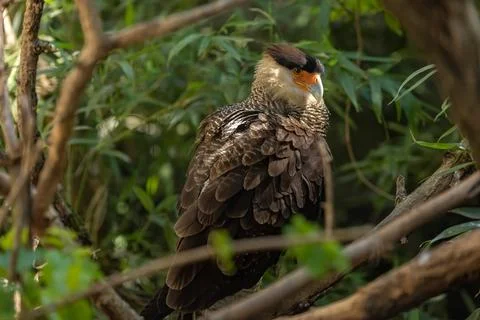 Crested caracara Stock Photos
