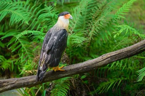 Crested caracara Stock Photos