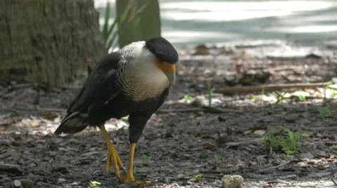 Crested Caracara Walks on the Ground Looking for Food, 4K Stock Footage 66432235