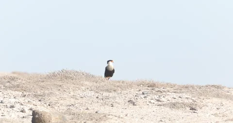 Crested Caracara in the Wild Stock Footage 302891650