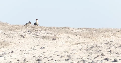 Crested Caracara in the Wild Stock Footage 302892295