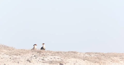 Crested Caracara in the Wild Stock Footage 302892378