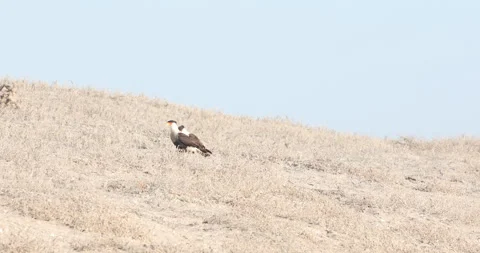 Crested Caracara in the Wild Stock Footage 302892585