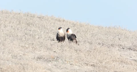Crested Caracara in the Wild Stock Footage 302892836