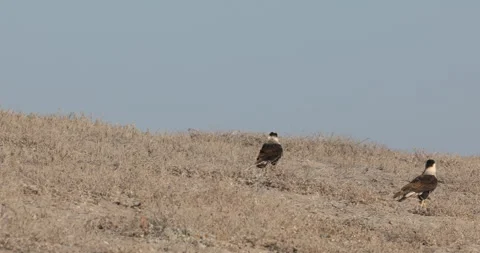 Crested Caracara in the Wild Stock Footage 302892887
