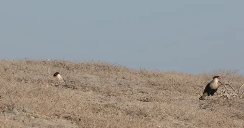 Crested Caracara in the Wild Stock Footage 302893250
