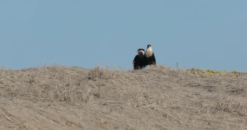 Crested Caracara in the Wild Stock Footage 302893375