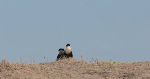 Crested Caracara in the Wild Stock Footage 302893738