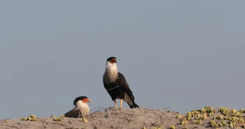 Crested Caracara in the Wild Stock Footage 302893785