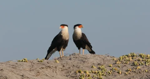 Crested Caracara in the Wild Stock Footage 302894141