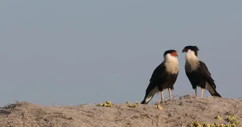 Crested Caracara in the Wild Stock Footage 302894151