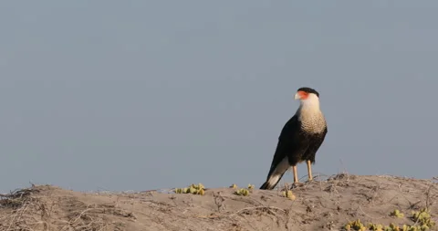 Crested Caracara in the Wild Stock Footage 302894391