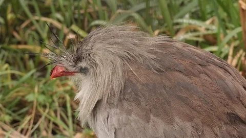 Crested Cariama bird, close up head portret Stock Footage 102858678